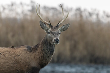 Beautiful young male red deer with nice antler in his natural environment, Cervus elaphus, large animal in the wild, nature reserve, beautiful bull and its antlers