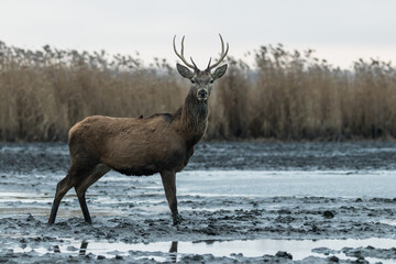 Beautiful young male red deer with nice antler in his natural environment, Cervus elaphus, large animal in the wild, nature reserve, beautiful bull and its antlers