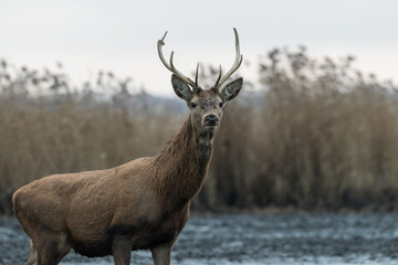Naklejka na ściany i meble Beautiful young male red deer with nice antler in his natural environment, Cervus elaphus, large animal in the wild, nature reserve, beautiful bull and its antlers