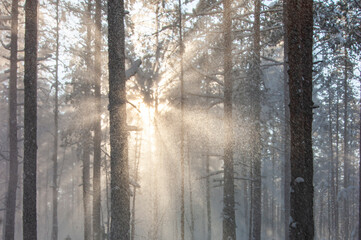 A ray of sunlight made its way through the dense thickets of the winter forest. Sanctifying the way and paving the way.