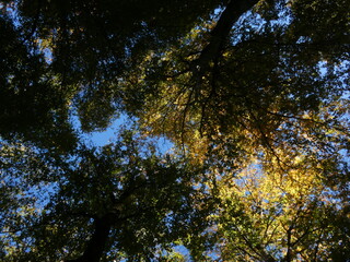 Obraz premium trees and sky