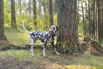 Dalmatian dog is a beautiful. Dalmatian puppy is standing outdoors in nature among the trees in the forest. dog is in the garden,sunny day