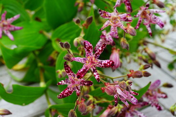 Stems of purple tricyrtis hirta (hairy toad lily) flowers