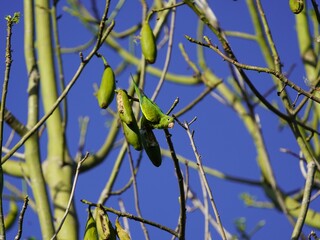 bird on a branch