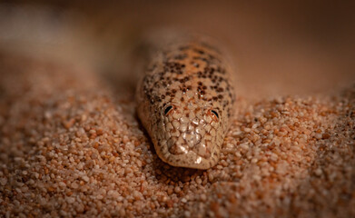 non venomous sand boa snake