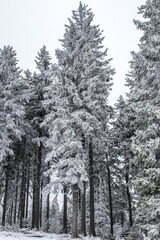 Winter in the forest, spruce trees in the snow, pine trees covered with snow, white winter in beautiful forests, a lot of snow, branches covered with snow
