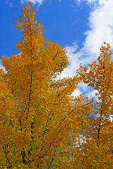 Yellow fan-shaped leaves of the ginkgo biloba tree in autumn