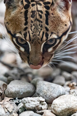 close up of a ocelot