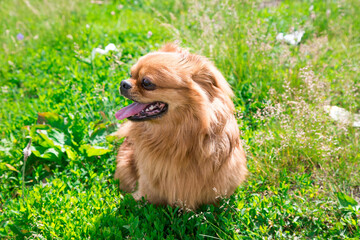 Fototapeta premium A red-haired dog with big black eyes