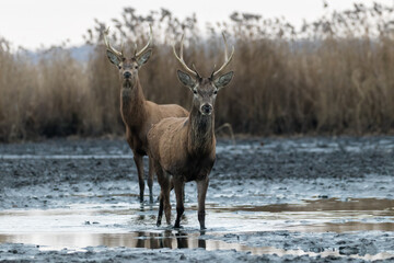 Beautiful male red deer with nice antlers in their natural habitat, Cervus elaphus, large animals in the wild, nature reserve, beautiful bulls and their antlers