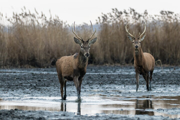 Beautiful male red deer with nice antlers in their natural habitat, Cervus elaphus, large animals in the wild, nature reserve, beautiful bulls and their antlers