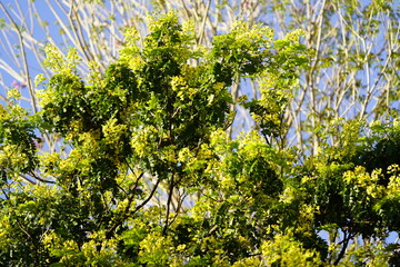 Caesalpinia echinata, the brazilwood, pau-Brasil or pernambuco, a Brazilian timber tree species. Location: Botanical Garden de Fortaleza, Brazil.