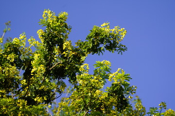 Caesalpinia echinata, the brazilwood, pau-Brasil or pernambuco, a Brazilian timber tree species. Location: Botanical Garden de Fortaleza, Brazil.