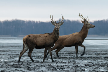 Beautiful male red deer with nice antlers in their natural habitat, Cervus elaphus, large animals in the wild, nature reserve, beautiful bulls and their antlers