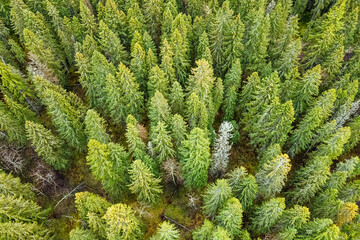 Republic of Karelia. Aerial photography over coniferous fir forest. Outdoor recreation with pure air is a concept of tourism in the north of Russia. The photo is suitable for advertising.