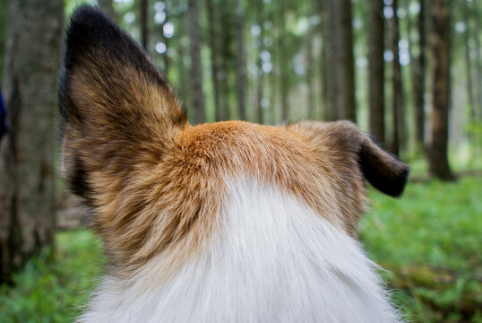 Head Of Dog In Detail With Its Ears Pricked Up