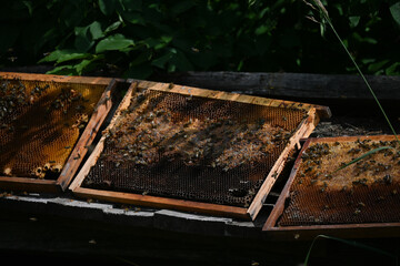 Fototapeta na wymiar honeycomb with bees and honey