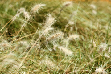 Obraz premium Parque ambiental do Buçaquinho, Esmoriz, Portugal