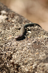Podarcis hispanicus, Pinhal d'Aberta, Esmoriz, Portugal