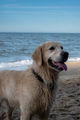 dog labrador on the baltic sea