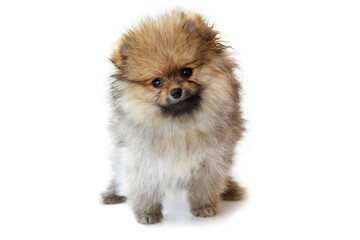 Obraz premium puppy pomeranian spitz