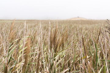 Wetland grass on a foggy day. Esmoriz Lagoon. Portugal