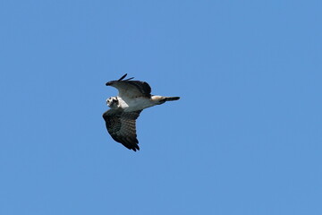 Fototapeta na wymiar osprey is watching me from the sky