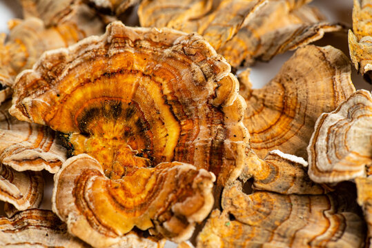 Trametes versicolor is a polypore mushroom, commonly known as turkey's tail. Isolated on white background.