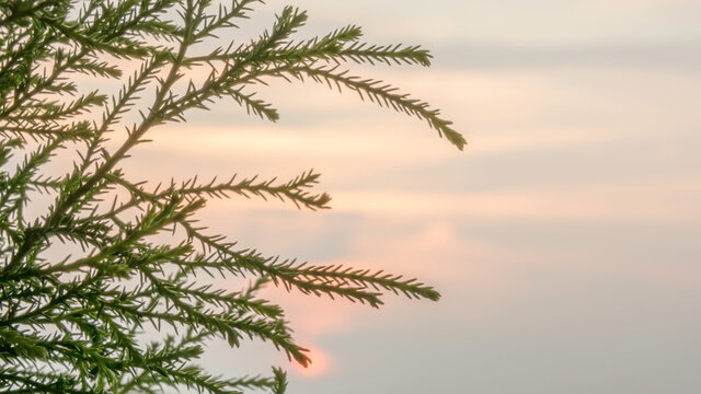 cyprys na tle zachodzącego słońca