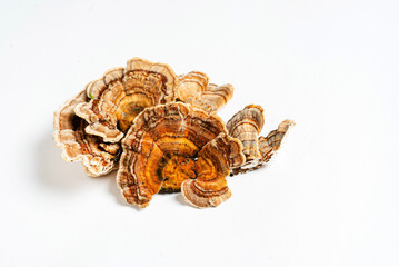 Trametes versicolor is a polypore mushroom, commonly known as turkey's tail. Isolated on white...