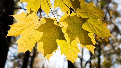 żółte liście klonu pod słońce