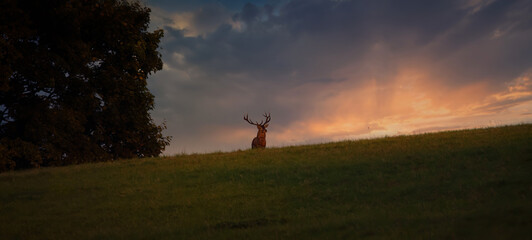 Obraz na płótnie Canvas A beautiful and majestic deer emerges from the glow of the setting sun.
