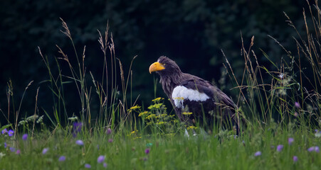Haliaeetus pelagicus sits in blooming grass and rests.