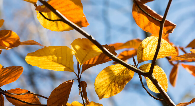 jesienne liście osiki
