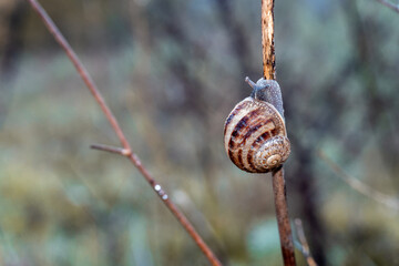 Close-up of a snail on a small branch.