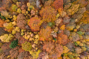 Fototapeta na wymiar Wald von oben, Herbstfarben, Herbstwald, Herbststimmung, Bäume von oben, Wald, Herbst