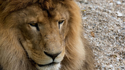 Beautiful Portrait of lion . big lion roar