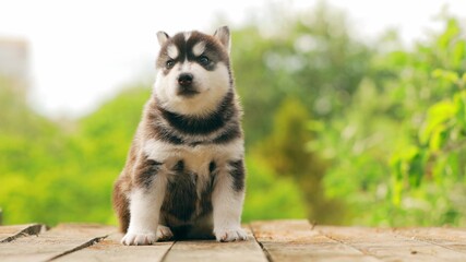 Four-week-old Husky Puppy Of White-gray-black Color Walking On Wooden Ground. 4K