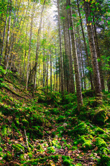 Fototapeta na wymiar Wald, Waldbild, Herbst, Sonne, Waldstimmung, Nadelwald