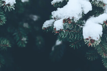 Beautiful Christmas Background with snow covered green pine tree brunch close up. Copy space, trendy moody dark toned design. Vintage December wallpaper. Natural winter holiday forest backdrop - obrazy, fototapety, plakaty