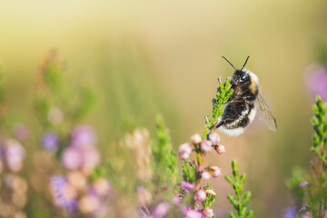 Bumblebee perched on a heather flower.