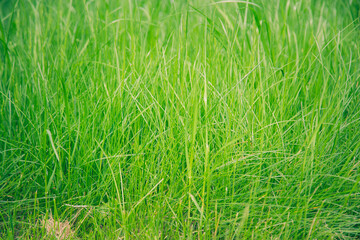 Green grass after rain