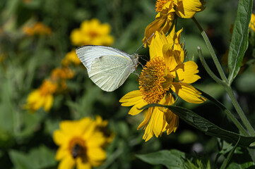 Closeup of Pieris butterfly perched on yellow flower