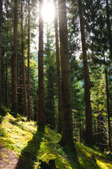 Wald, Waldbild, Herbst, Sonne, Waldstimmung, Nadelwald