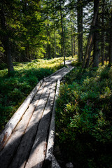 Bohlenweg, Steg, Holzweg, Löckermoos, Löckernmoos, Moor, Hochmoor, Dachstein, Gosau, Österreich,...