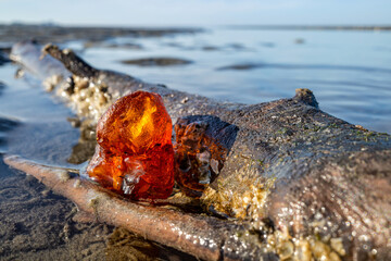 amber in the Wadden Sea in Cuxhaven, Germany