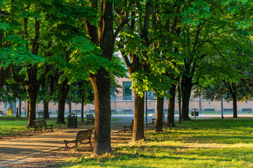 Trees and benches in the afternoon