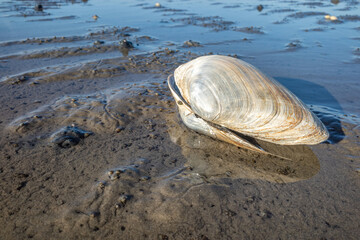 sand gaper in the Wadden Sea in Cuxhaven, Germany