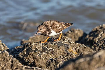 ruddy turnstone (Arenaria interpres) in non-breeding plumage with captured brown shrimp in the beak on the shores of the North Sea