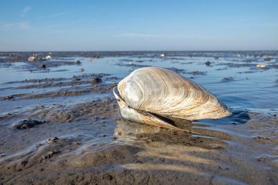 sand gaper in the Wadden Sea in Cuxhaven, Germany